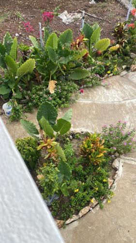 a garden with plants and flowers on a sidewalk at Cool Breeze Suites in Ashton