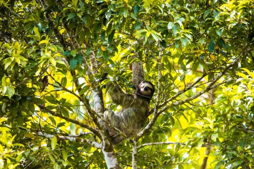 a monkey is sitting in a tree at Laguna Lodge Full Board in Tortuguero