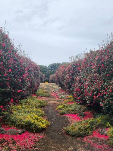 a row of bushes filled with pink and yellow flowers at On the way to Santiago in Seogwipo