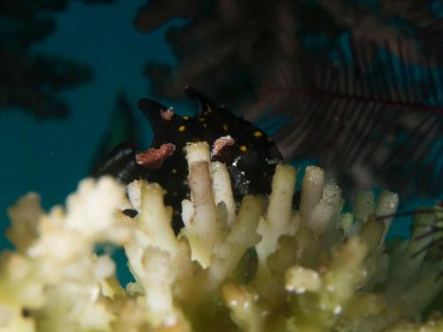 a close up of a piece of food on a plate at Liberty's Lodge and Diving - Apo Island in Dumaguete