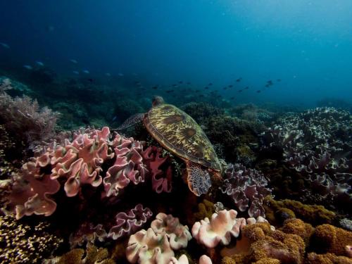 a turtle swimming over a coral reef at Liberty's Lodge and Diving - Apo Island in Dumaguete
