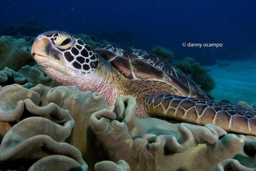 a turtle swimming over a coral reef at Liberty's Lodge and Diving - Apo Island in Dumaguete