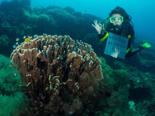 a person standing in the ocean looking at a coral at Liberty's Lodge and Diving - Apo Island in Dumaguete