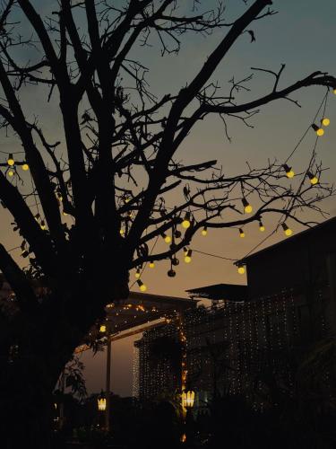 a tree with christmas lights hanging from it at hotel saina inn in Dehradun