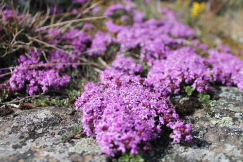 a bunch of purple flowers on a rock at Hömluholt Holiday Homes in Hömluholt