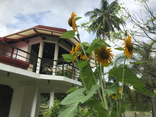 VinSri Transit Home , Narammala, Kadahapola في Narammala: منزل به حفنة من زهور الشمس أمامه