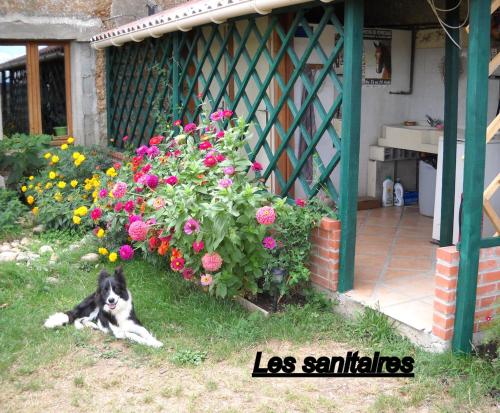 ein Hund im Gras neben einem Blumenbusch in der Unterkunft Ferme équestre Les Chevaliers in Penol