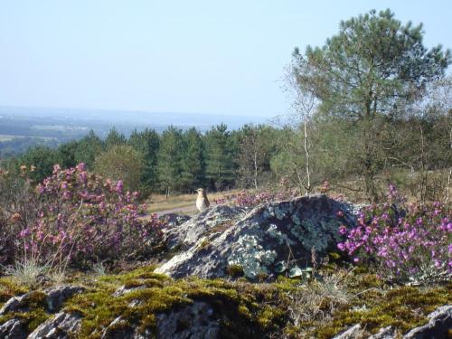 a dog sitting on top of a hill with flowers at La ville lesne in Montauban-de-Bretagne
