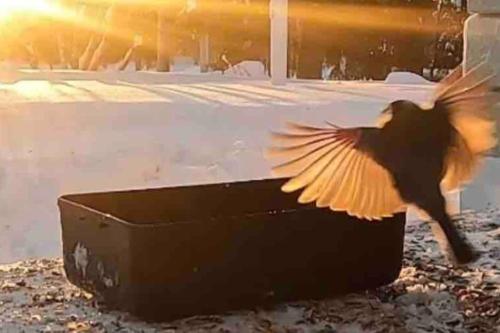 Tiny House in Nattavaara by