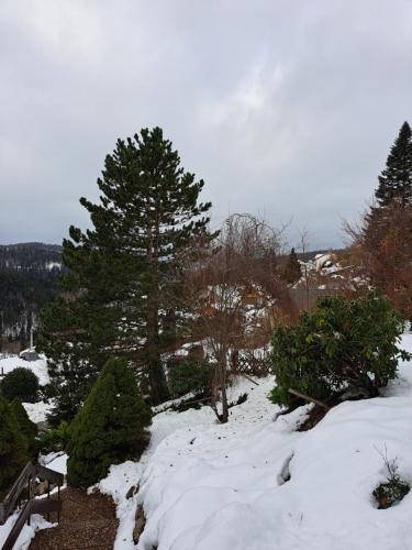 a snow covered garden with a tree and some bushes at Große Ferienwohnung in ruhiger Lage mit toller Aussicht in Triberg in Triberg
