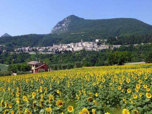 a field of sunflowers with a town in the background at Country House Le Grazie in Serra San Quirico