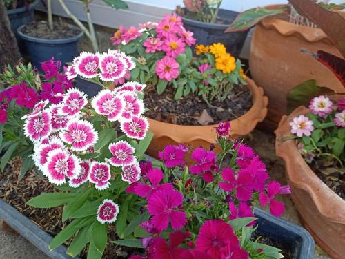 a bunch of colorful flowers in a pot at Homey Hut Ayutthaya in Phra Nakhon Si Ayutthaya