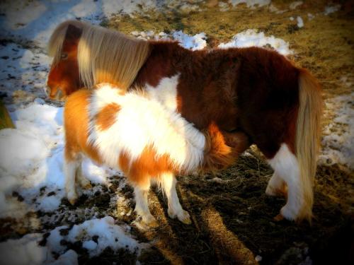 a brown and white pony standing in the snow at CASA RURAL Urruska in Elizondo