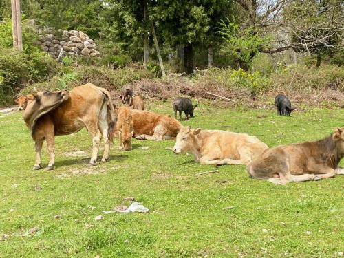 a herd of cows laying in a field of grass at un ecrin de verdure face à la mer in Isolaccio-di-Fiumorbo