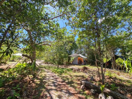 a group of tents in a field with trees at Camping Que Brota do Chão in Itacaré