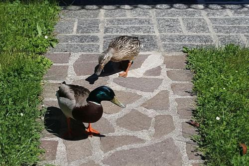 Altri animali domestici presso la casa vacanze o nei dintorni