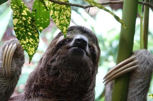 a sloth in a tree looking up at the camera at SOL e MAR in Uvita