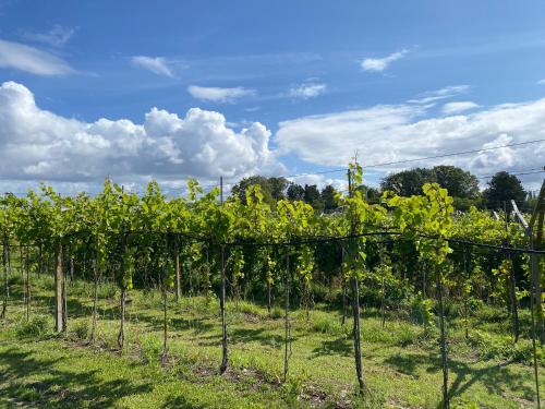 uma linha de videiras de uvas num campo em Cozy Rooms at Organic Vinery, Vesterhave Vingaard - see more at BY-BJERG COM em Karrebæksminde