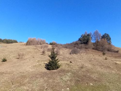 a christmas tree on a hill in a field at Domek Wonkopianka in Grywałd
