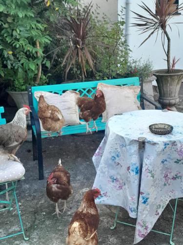 a group of chickens standing around a blue bench at Saint Martin's Bed and Breakfast in Bandon