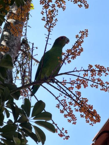 a green bird perched on a tree branch at Arthi - LINDO LOFT RECANTO DOS PASSARINHOS com HIDROMASSAGEM! in Balneário Camboriú