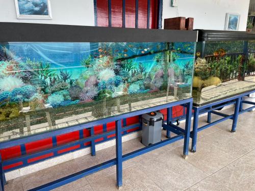 a large aquarium with a large fish tank at Itaca Hostel finca Cafetera in Belalcázar