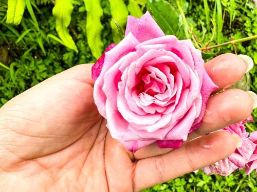 a person holding a pink flower in their hand at Tierra Maravilla in Salento