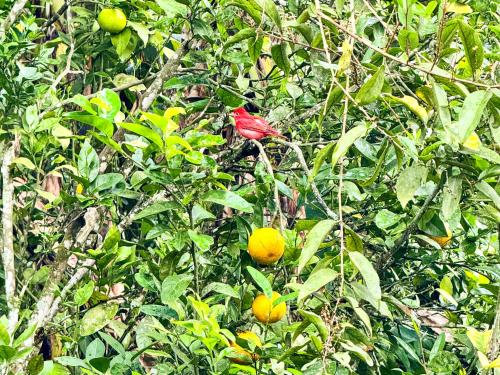 a red bird sitting in a tree with oranges at Tierra Maravilla in Salento