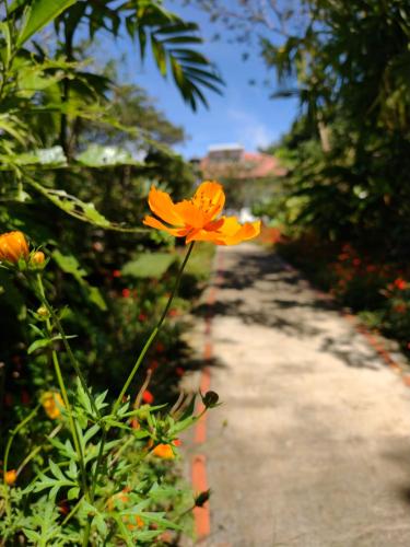a yellow flower is growing on a pathway at Hotel Claro de Luna in Monteverde Costa Rica