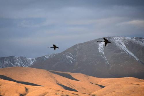 two birds flying in the sky over a mountain at 74 on Lockhart in Oturehua