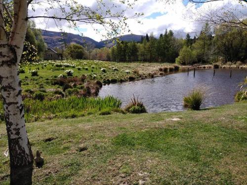 a river with a herd of animals in a field at 74 on Lockhart in Oturehua
