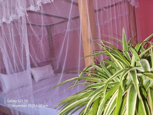um alpendre com uma rede de descanso e um vaso de plantas em Koala Homestay em Weligama