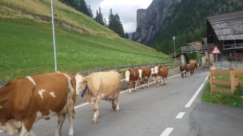 a herd of cows walking down a road at Appartamento Puez in Selva di Val Gardena