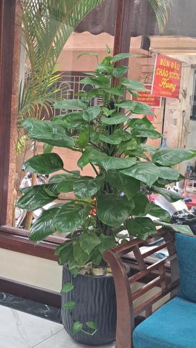 ハノイにあるHanvet Boutique Hotelの窓際の鉢植え