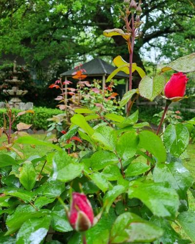 a garden with roses and a bird house in the background at Hahndorf House B&B in Hahndorf