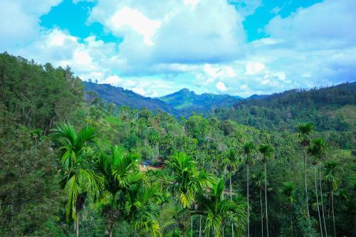 a view of a tropical forest with palm trees at Nine Arch View Ella in Ella