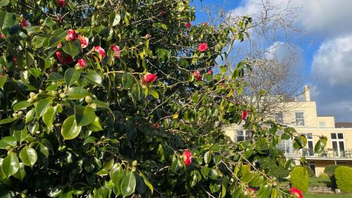 a tree with pink flowers in front of a house at Pandora Hotel in St Peter Port