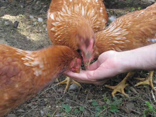 a person feeding two chickens with their hand at Agriturismo La Fontaccia in Rufina