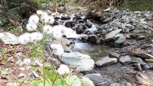 a creek with white flowers on a rocky trail at Country House & Spa in Mislinja