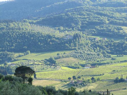a view of a vineyard in the hills at Agriturismo La Fontaccia in Rufina