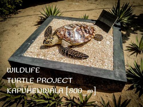a turtle statue sitting on top of a rock at Hanguk Lanka Lagoon Villa in Tangalle