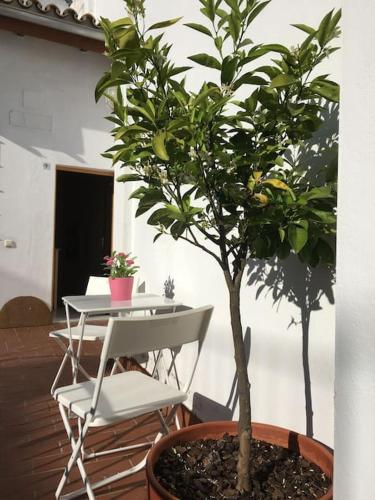 Sevilla Catedral - Francos