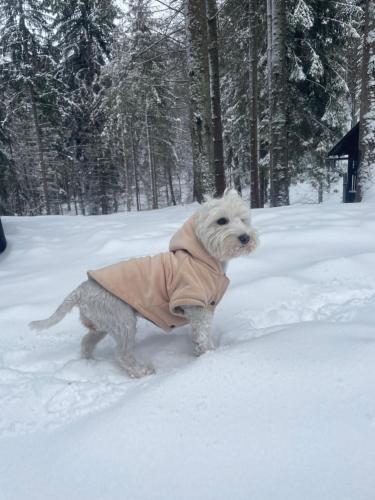 a dog in a coat standing in the snow at Chalet Látky in Látky