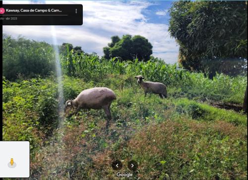 deux moutons sont sur pied dans un champ d’herbe dans l'établissement Kawsay, Casa de Campo & Camping, à Jayanca