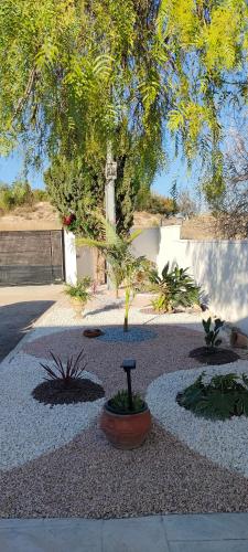 a garden with a small tree in a courtyard at Casa rural con piscina climatizada y barbacoa a 10 km de Alicante y playas, 3000 m2 de terreno in Elche