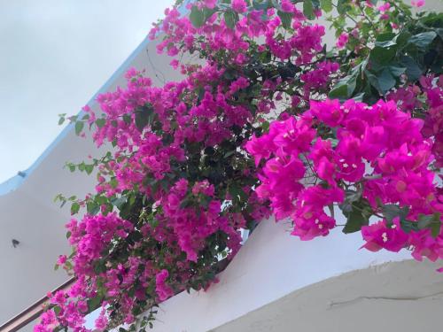 a bunch of pink flowers hanging from a white wall at Veranera Hostal in Manta