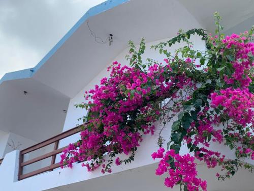 a bunch of pink flowers on a white wall at Veranera Hostal in Manta