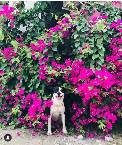 a dog sitting in front of pink flowers at Veranera Hostal in Manta