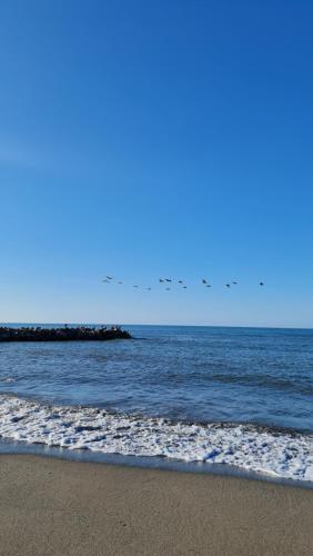 a flock of birds flying over the ocean at Hotel Partenon Beach in La Ceiba