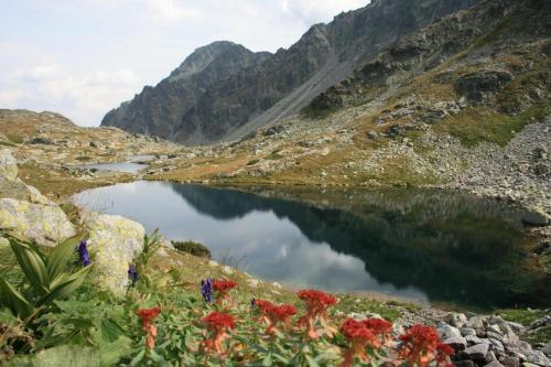 a lake in the mountains with flowers in the foreground at APARTMENTS V+K in Tatranska Strba